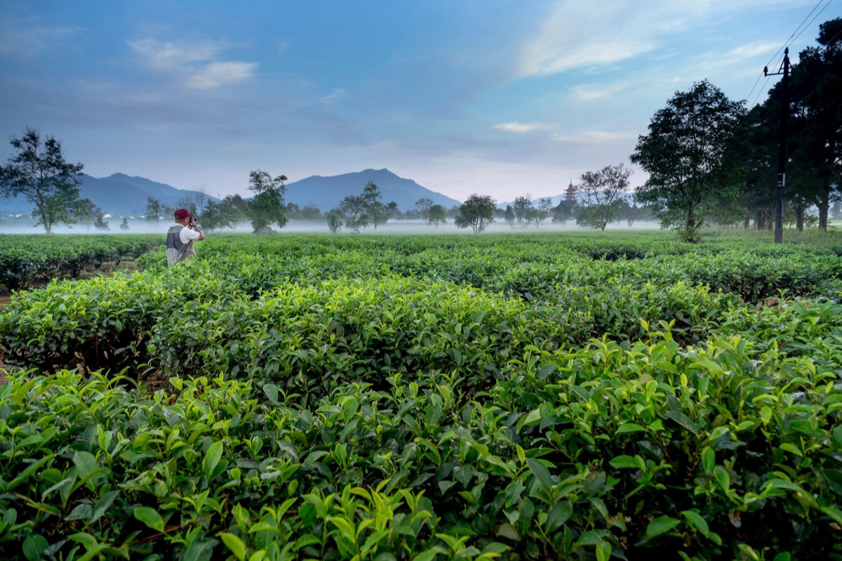 Plantaciones de té en las montañas de Yunnan, China