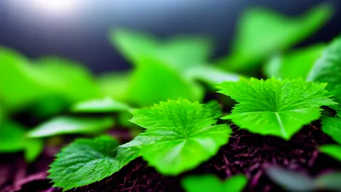 Pu-erh Thee: Ontdek hoe 15 jaar rijping de smaak verbetert