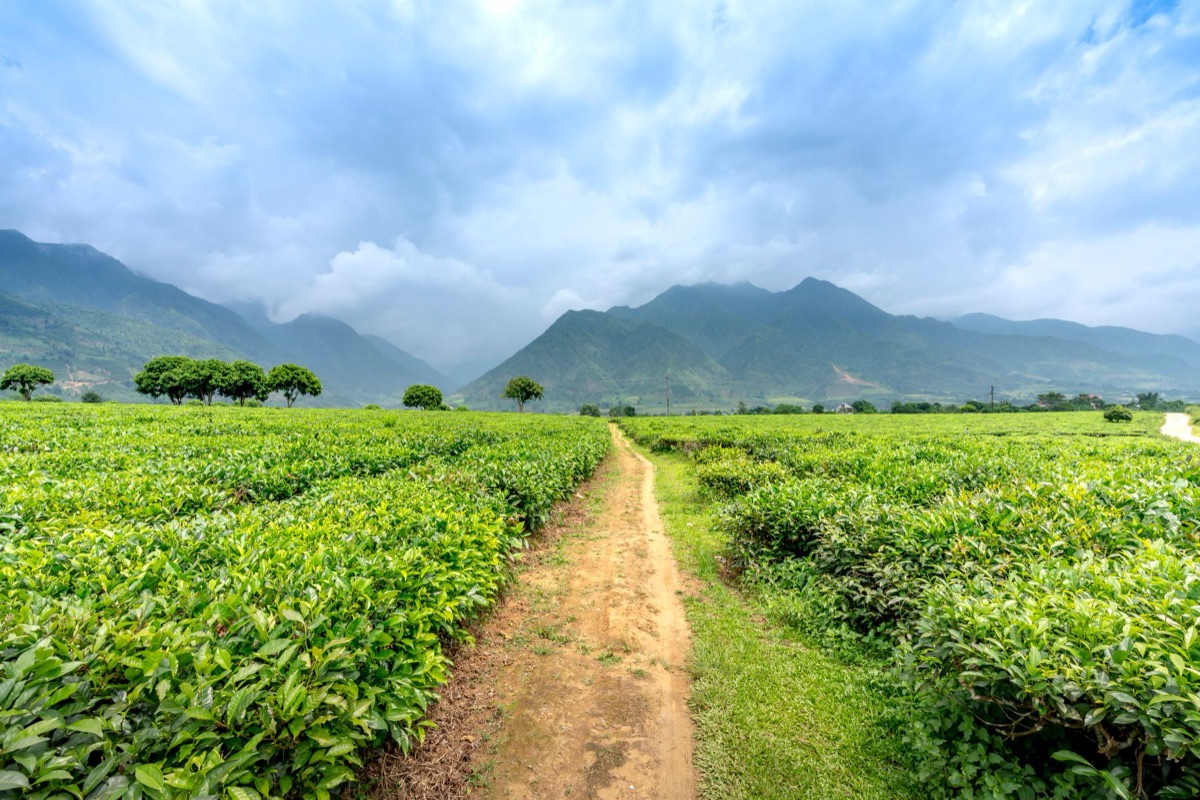 De theeplantages in de bergen van Yunnan, China