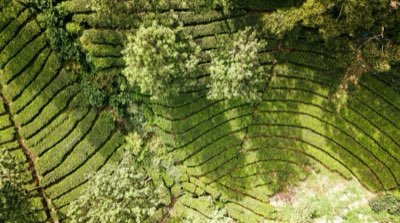 Matcha-Anbau 2026: Warum Beschattung den Geschmack prägt