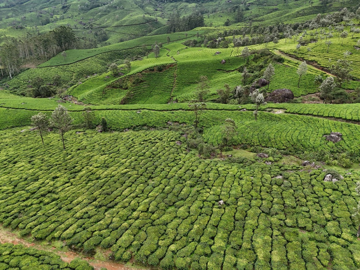 Theeplantages met schaduwnetten voor de teelt van matcha