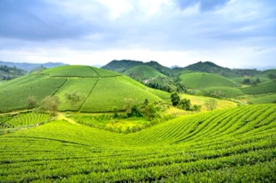 抹茶與綠茶差異：揭開遮光栽培創造鮮甜感的科學秘密完整指南