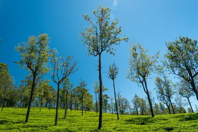 Sri Lanka tea terroir: Guide to high-altitude quality