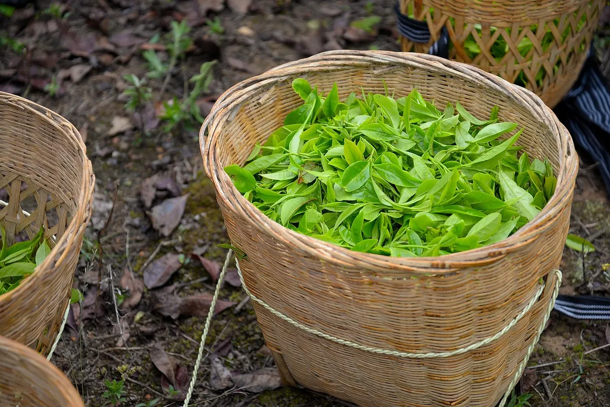 tea, harvest, basket, green tea, nature, leaves, tea leaves, camellia sinensis, tea plant, bamboo basket, yunnan