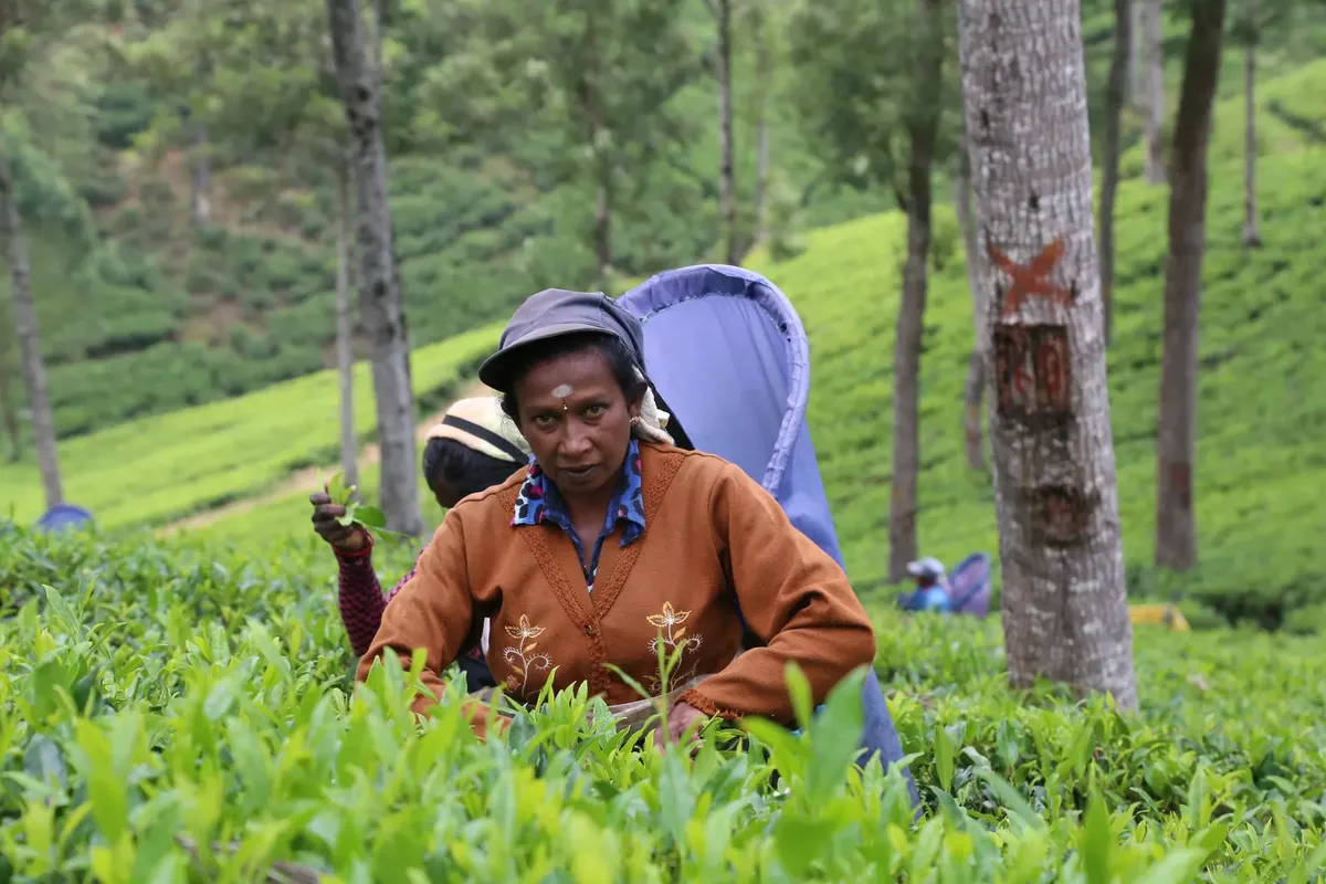 Female tea picker harvesting leaves in the lush tea fields of Nuwara Eliya, Sri Lanka.