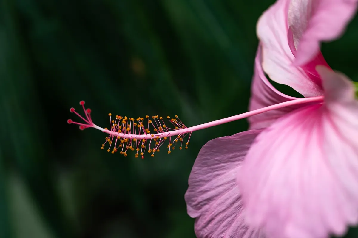 flower, beautiful flowers, petals, hibiscus, nature, hibiscus rosa-sinensis, china rose, hawaiian hibiscus, flower background, rose mallow, flower wallpaper, sh