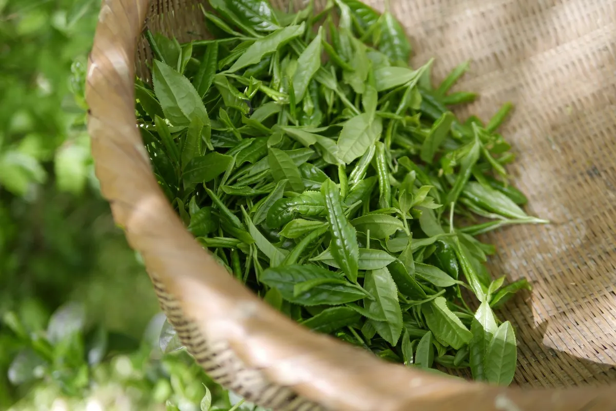 green tea, tea, koreatea, korea, teatime, green tea, green tea, green tea, green tea, tea, tea, tea, tea, tea