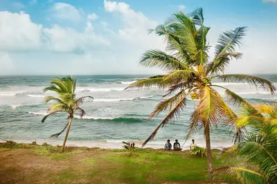 Ceylon tea trade history: 454g to modern logistics guide