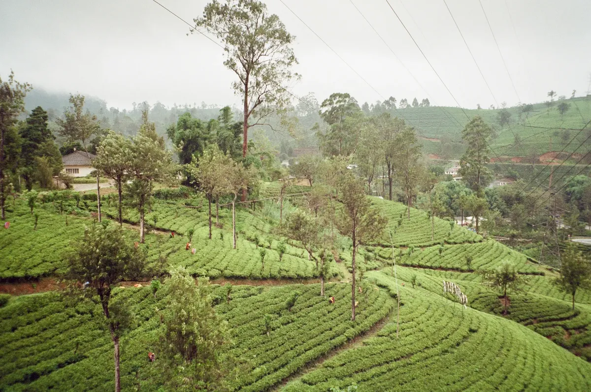A serene view of lush green tea plantations surrounded by misty hills in Sri Lanka.