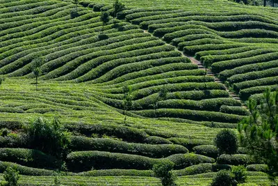 茶文化體驗指南 22.6% 打造個人化飲茶儀式
