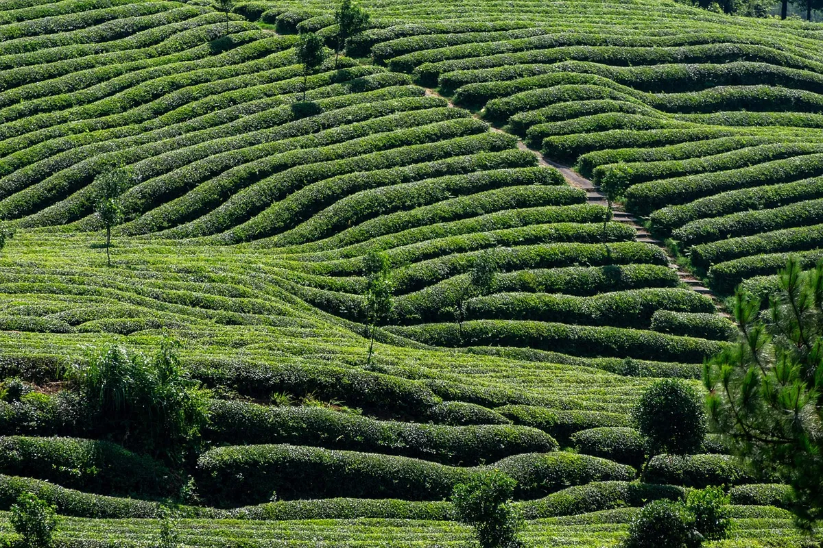 tea, tea garden, tea tree, green, agriculture, farmland, natural, nature, plant