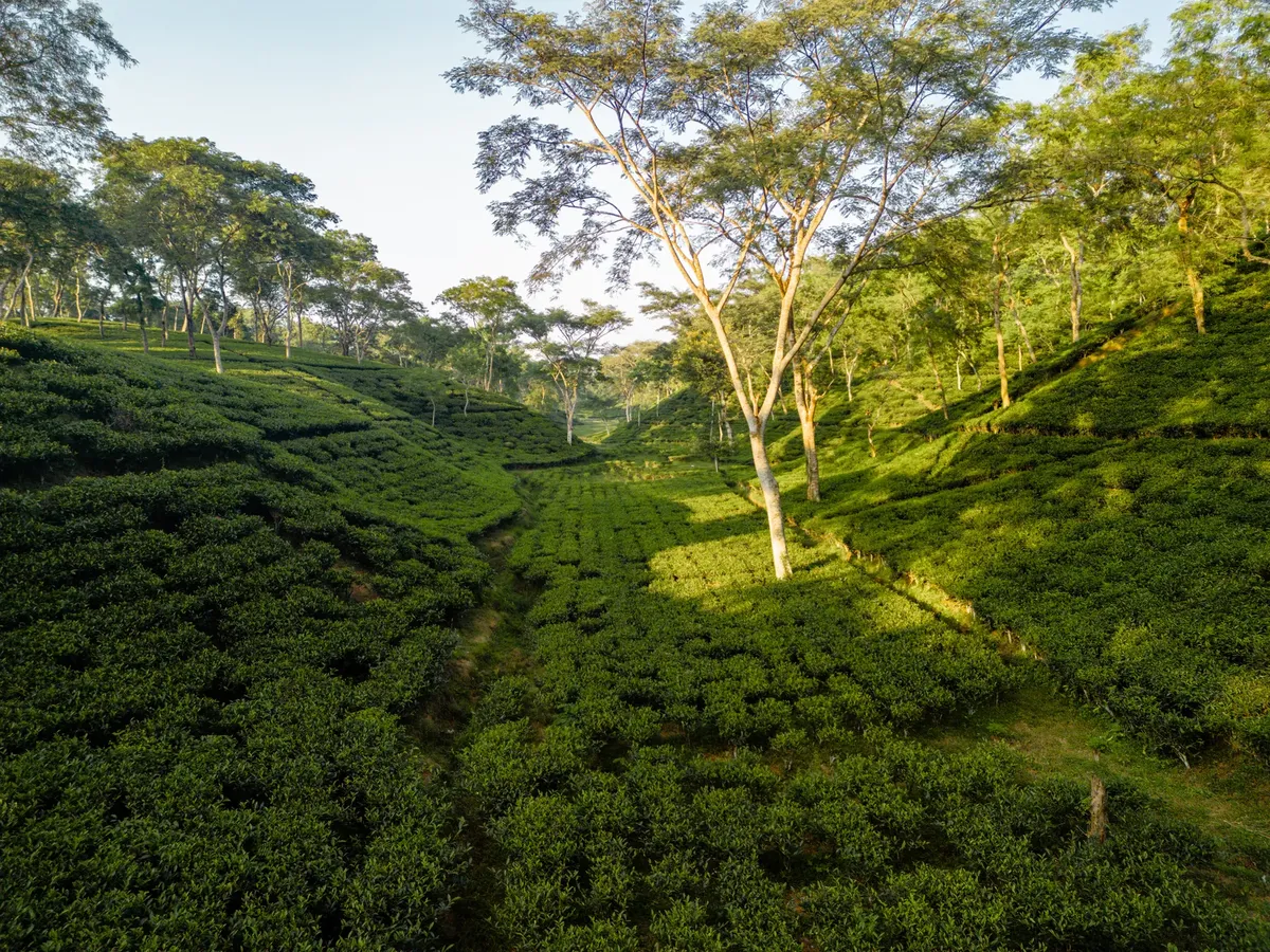 Captivating aerial view of a lush green tea plantation in a tranquil valley setting.