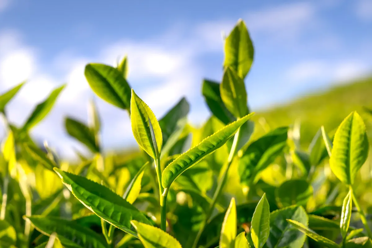 Close-up of fresh green tea leaves basking in bright sunlight.