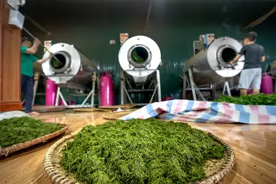 Tea leaf processing journey: Tips for a perfect steep