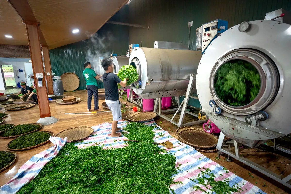 Workers engaged in tea processing inside a modern factory