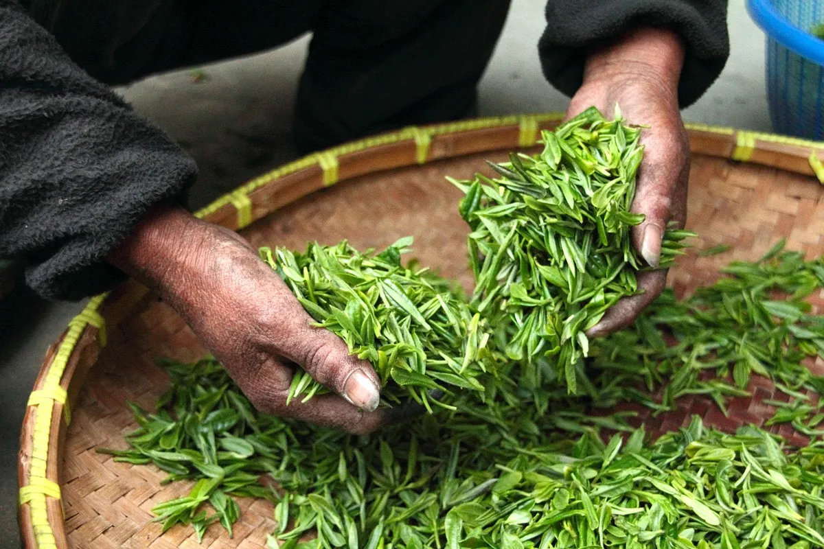 茶，葉片，手，自然，新鮮，乾燥，採收，採收，農業，茶葉