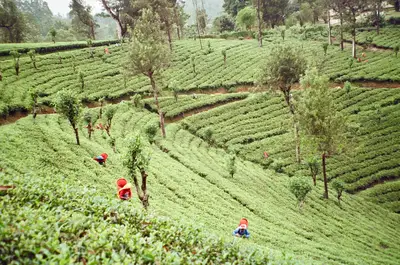 Lipton global expansion origin: 33.7% voting rights guide