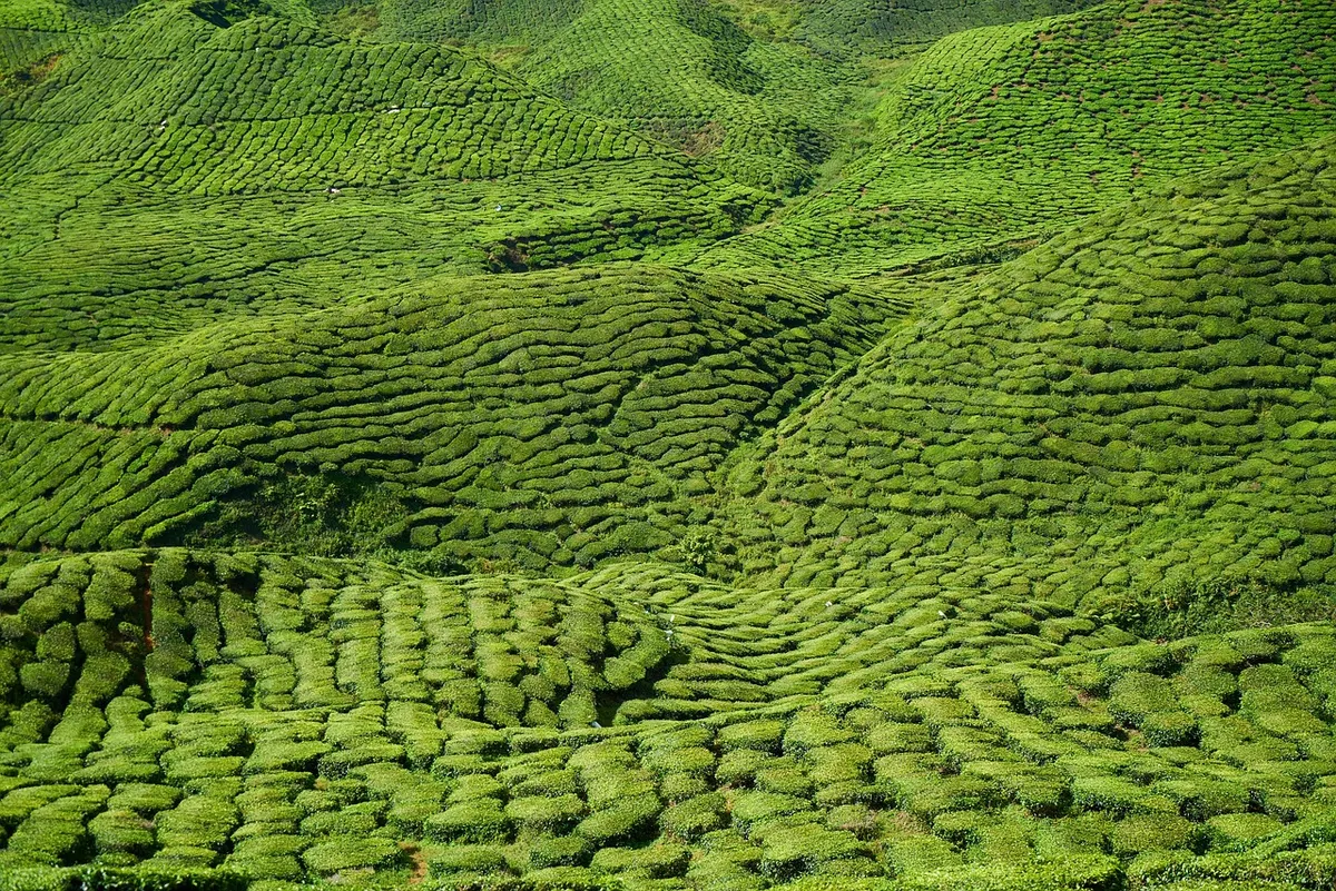 tea, field, landscape, hills, farm, green, tea plants, nature, plants, plantation, tea garden, agriculture, rural, countryside