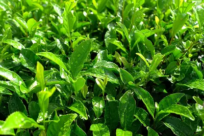 Osulloc organic tea process: Guide to quality pursuit