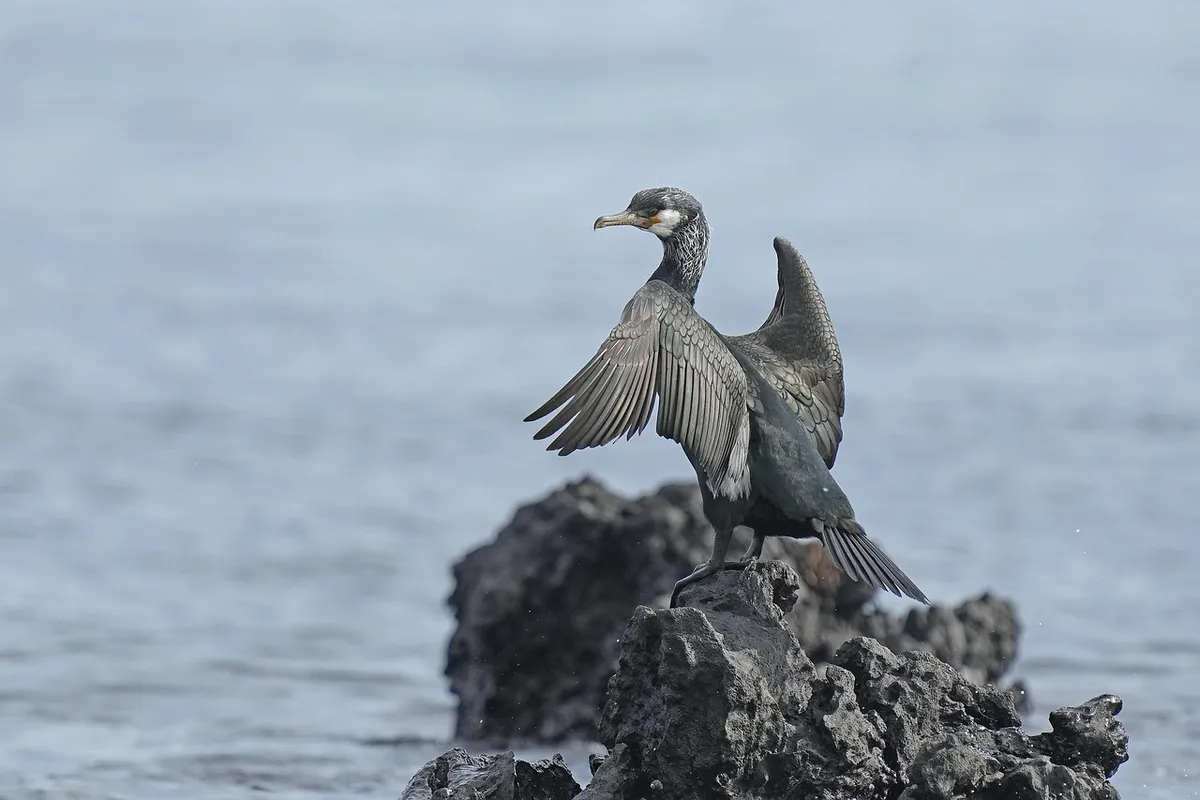 cormorant, rock, animal, ornithology, beak, wild animal, nature, jeju island