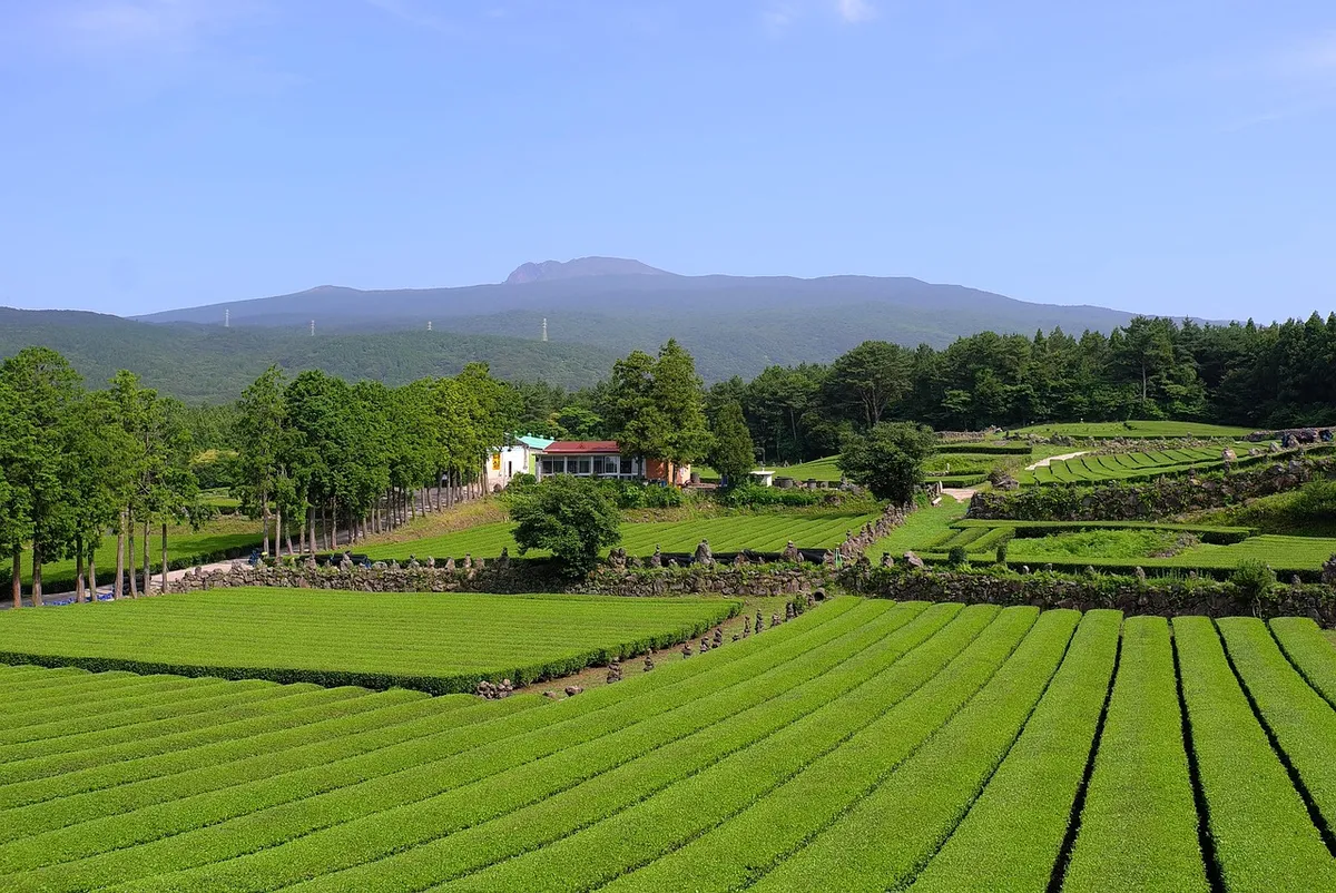 green tea, green tea plantation, scenery, nature, car, farm, landscape, jeju island, car wallpapers, jeju