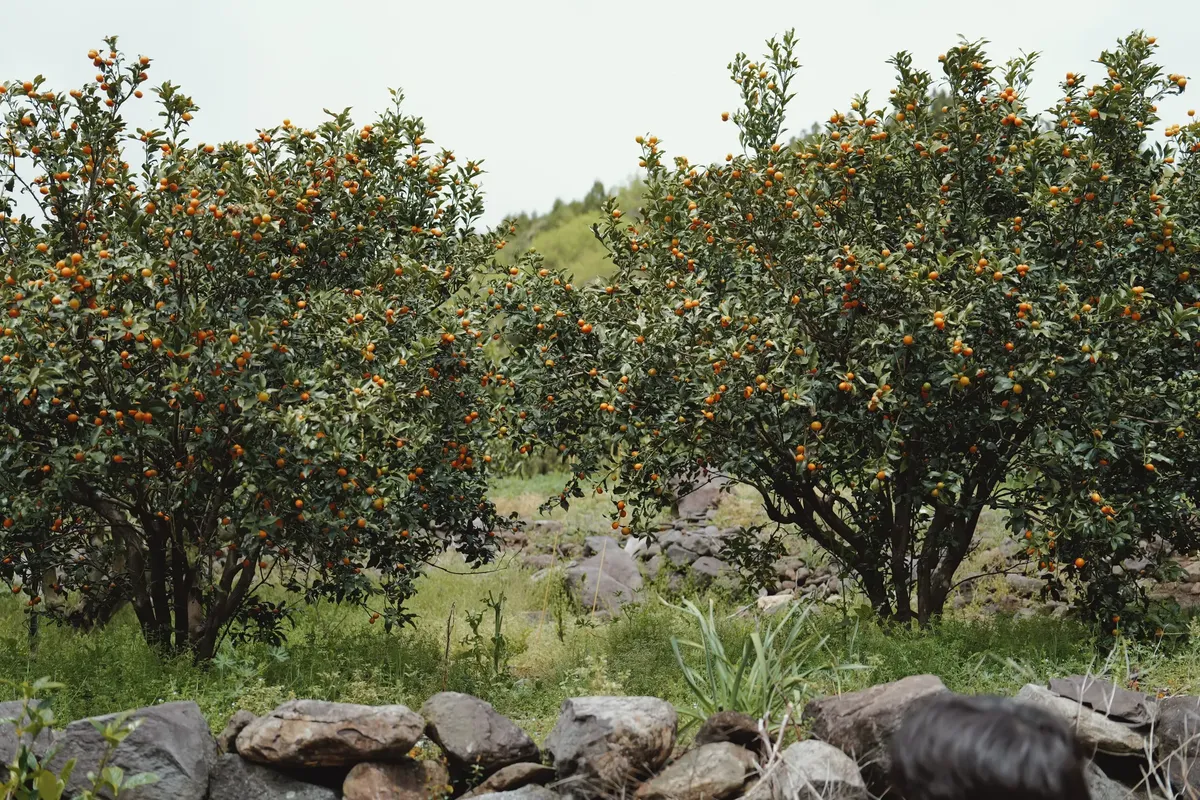Lush orange trees in a serene outdoor orchard on Jeju Island.